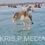 Снимок экрана 2026-02-06 152313