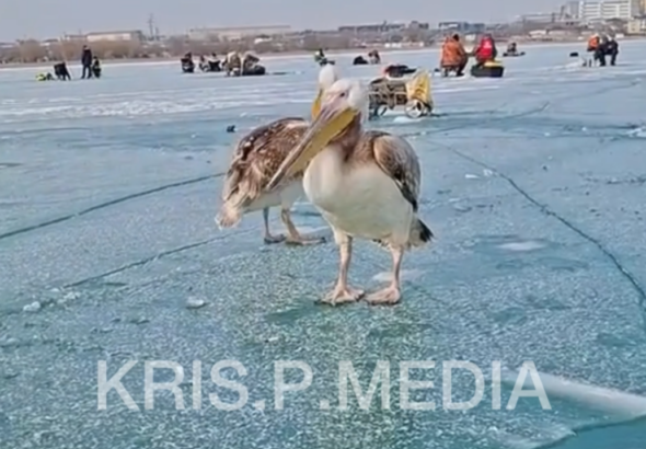 Снимок экрана 2026-02-06 152313