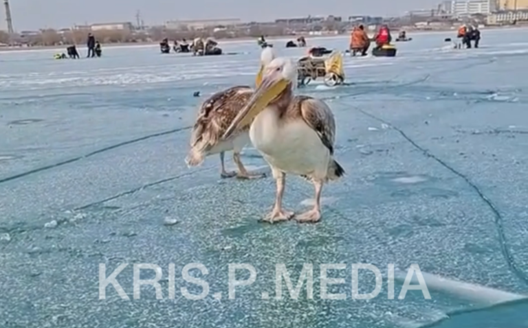 Снимок экрана 2026-02-06 152313